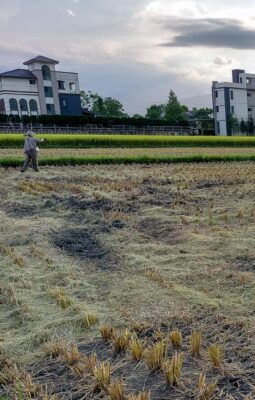 Taiwan’s small farmers face land speculators and legal hurdles 